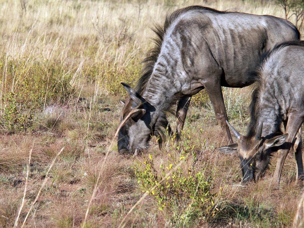 090516_Pilanesberg 250.jpg